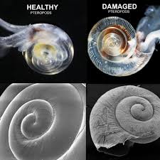 Attēlu rezultāti vaicājumam “Pteropsida”