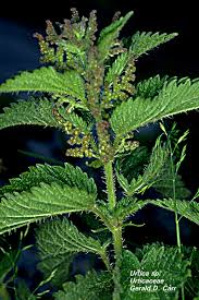 Attēlu rezultāti vaicājumam “Urticaceae”