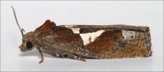 Attēlu rezultāti vaicājumam “Epiblema grandaevana”