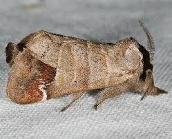 Attēlu rezultāti vaicājumam “Closterotomus biclavatus imago”