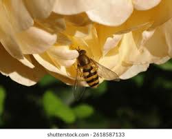 Attēlu rezultāti vaicājumam “Syrphus sp.”