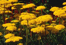 Image result for Achillea filipendulina