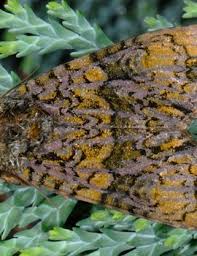 Attēlu rezultāti vaicājumam “Craniophora ligustri imago”