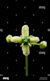 Attēlu rezultāti vaicājumam “Euonymus europaeus bud”