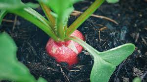 Image result for Radieschen