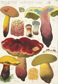 Attēlu rezultāti vaicājumam “Boletus luridus”