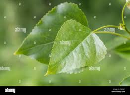 Attēlu rezultāti vaicājumam “Populus x canadensis leaf”