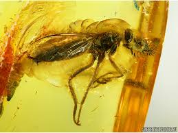 Attēlu rezultāti vaicājumam “Xylophagidae”