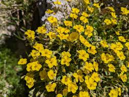 Attēlu rezultāti vaicājumam “Helianthemum nummularium”