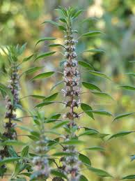 Image result for Leonurus cardiaca