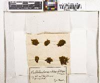 Attēlu rezultāti vaicājumam “Orthotrichum, Nyholmiella”