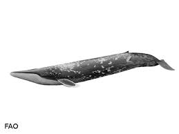 Image result for Balaenoptera musculus