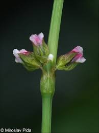 Attēlu rezultāti vaicājumam “Polygonum aviculare flower”