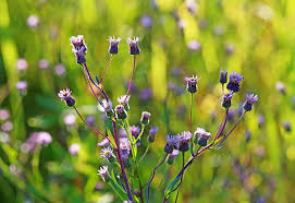 Attēlu rezultāti vaicājumam “Erigeron acris flower”