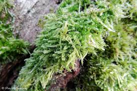 Attēlu rezultāti vaicājumam “Brachythecium rutabulum sporophyte”