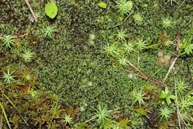 Attēlu rezultāti vaicājumam “Harpanthus flotovianus”