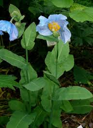 Image result for Scheinmohn