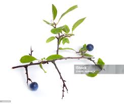 Attēlu rezultāti vaicājumam “Prunus spinosa fruit”