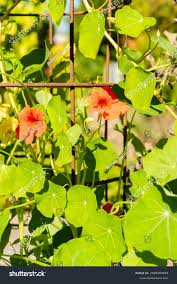 Attēlu rezultāti vaicājumam “Tropaeolum majus bud”