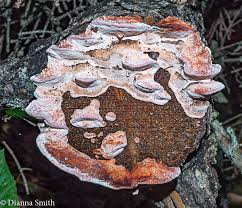 Attēlu rezultāti vaicājumam “Fomitopsis rosea”