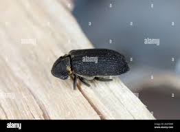 Attēlu rezultāti vaicājumam “Anobium pertinax”