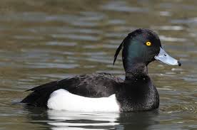 Image result for Aythya fuligula