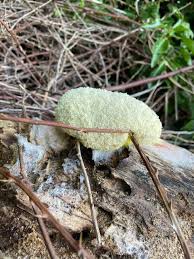 Attēlu rezultāti vaicājumam “Fuligo septica var. rosea”