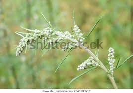 Attēlu rezultāti vaicājumam “Artemisia vulgaris flower”