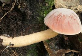 Attēlu rezultāti vaicājumam “Boletales”