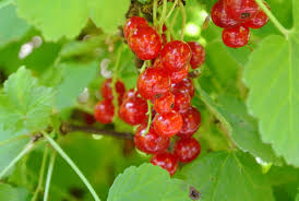 Attēlu rezultāti vaicājumam “Ribes rubrum fruit”