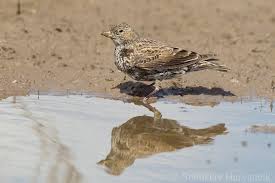 Image result for Melanocorypha yeltoniensis