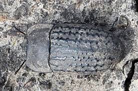 Attēlu rezultāti vaicājumam “Opatrum sabulosum”