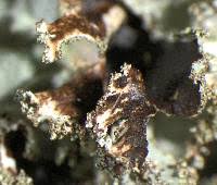 Attēlu rezultāti vaicājumam “Platismatia glauca”