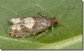 Attēlu rezultāti vaicājumam “Epinotia trigonella”