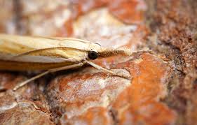 Attēlu rezultāti vaicājumam “Agriphila selasella”