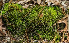 Attēlu rezultāti vaicājumam “Tortella tortuosa”