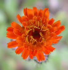 Image result for Hieracium aurantiacum