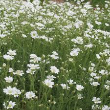 Attēlu rezultāti vaicājumam “Cerastium arvense flower”