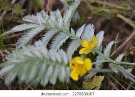 Attēlu rezultāti vaicājumam “Argentina anserina leaf”