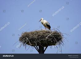 Attēlu rezultāti vaicājumam “Ciconia ciconia nest”