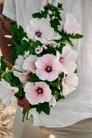 Image result for Lavatera trimestris