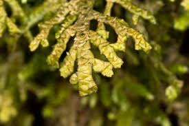 Attēlu rezultāti vaicājumam “Rhynchostegiella tenella macro”