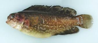 Image result for Liopsetta glacialis