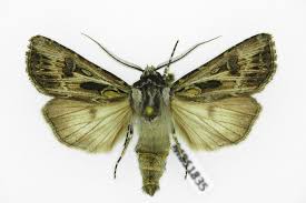 Attēlu rezultāti vaicājumam “Agrotis vestigialis”