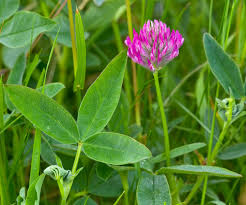 Attēlu rezultāti vaicājumam “Trifolium medium bud”