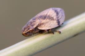 Attēlu rezultāti vaicājumam “Lepyronia coleoptrata”