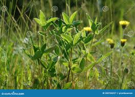Attēlu rezultāti vaicājumam “Trifolium medium leaf”