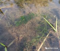 「金魚藻」的圖片搜尋結果