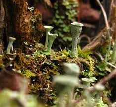 Attēlu rezultāti vaicājumam “Lignydium muscorum young”