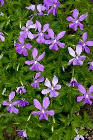 Image result for Viola cornuta